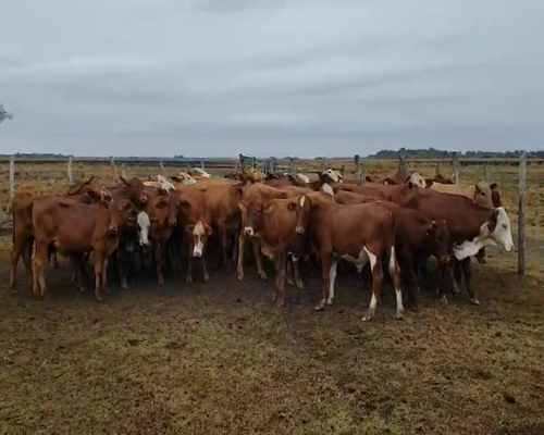 Lote 65 Terneros en Empedrado, Corrientes