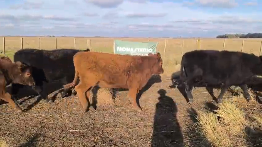 Lote 90 Novillitos EN OLAVARRIA