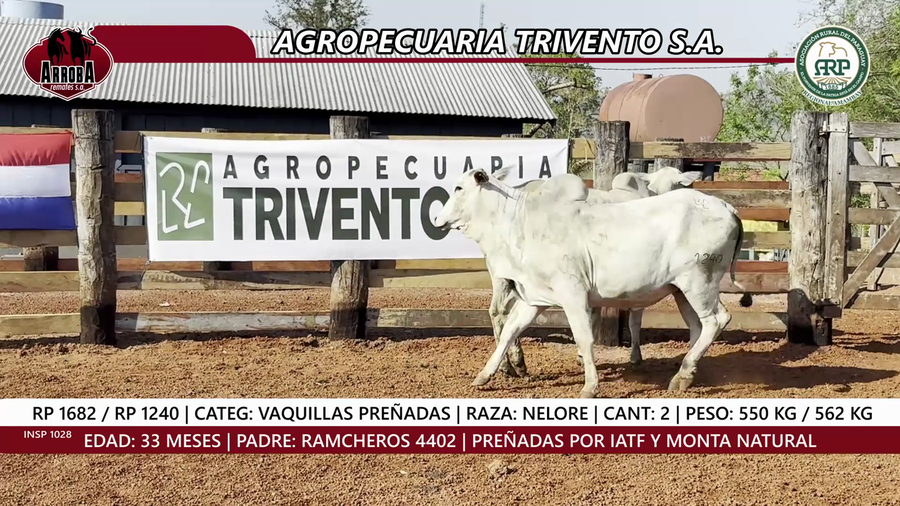 Lote VAQUILLAS PREÑADAS