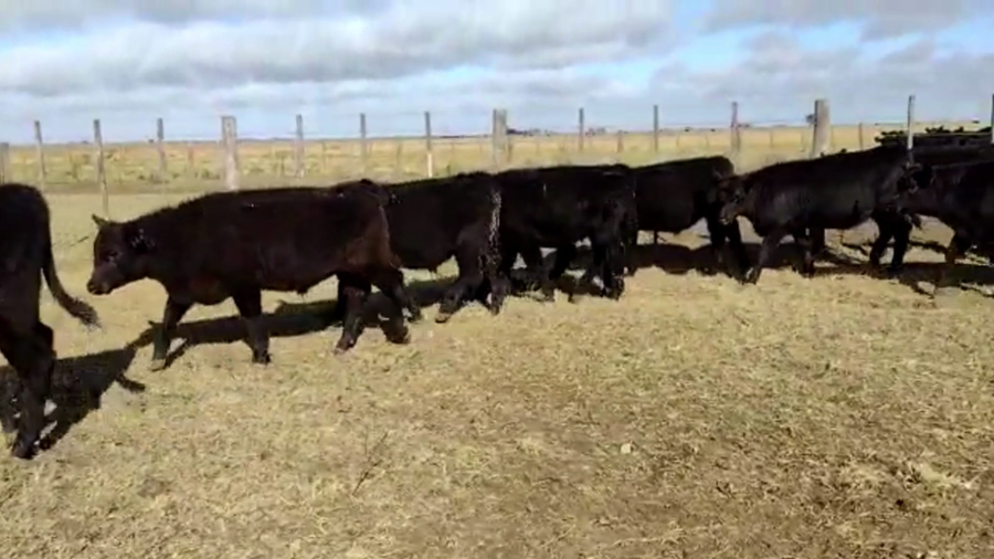 Lote 65 TERN. MACHOS Y HEMBRAS, OLAVARRIA, PCIA. DE BS. AS.