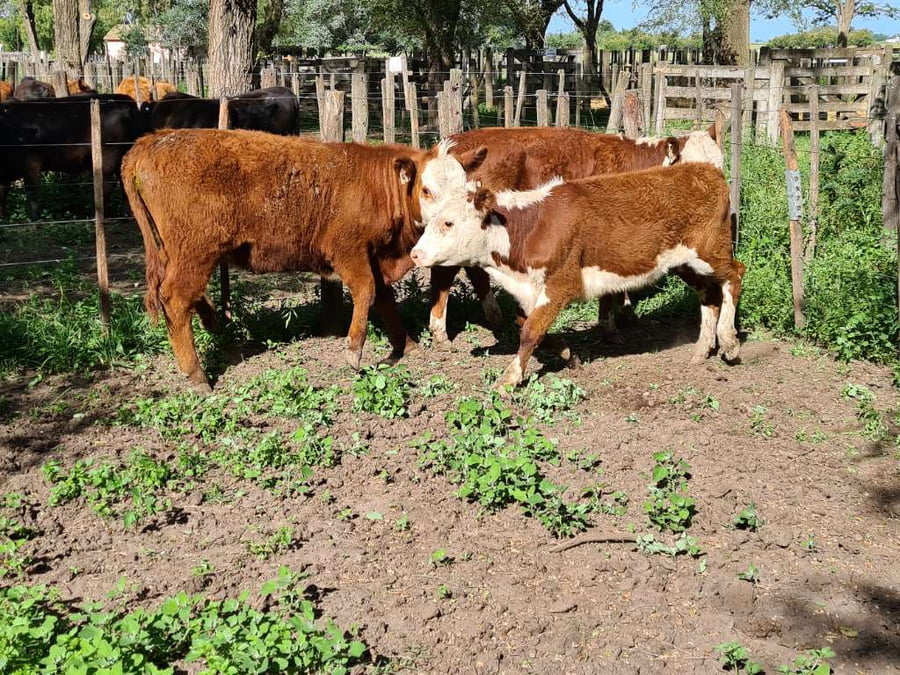 Lote 3 Vaquillonas en Gral. Lamadrid, Buenos Aires