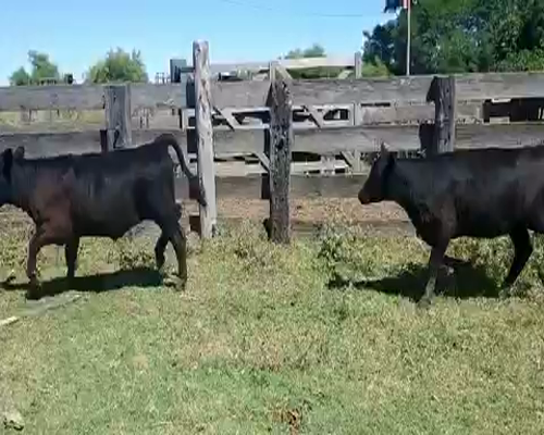 Lote 15 Terneras en Brandsen, Buenos Aires
