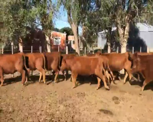 Lote 40 Vaquillonas en La Pampa, Trenel