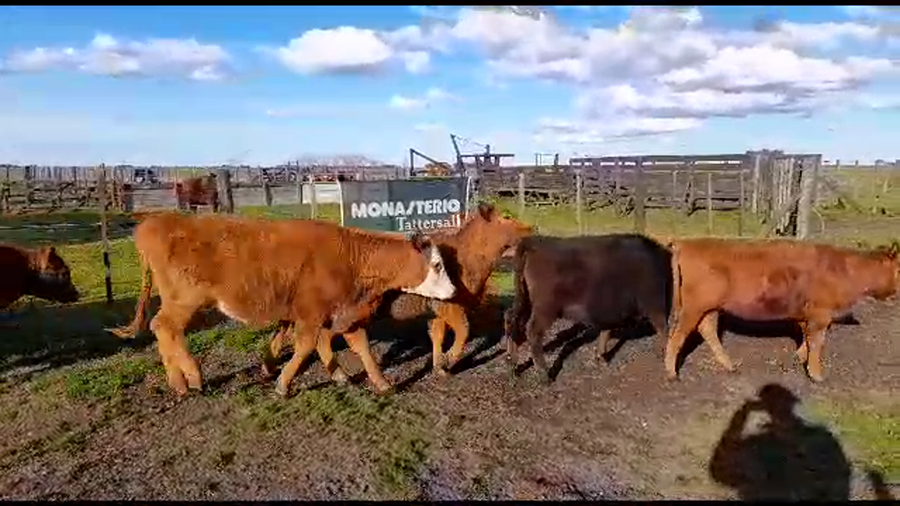 Lote 29 Terneras en Benito Juárez, Buenos Aires