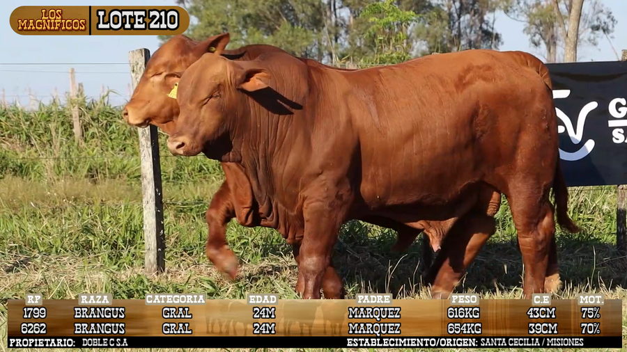 Lote LOTE 210 - VIVO