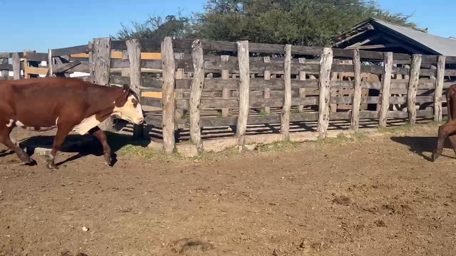 Lote 18 Vacas Conserva en Corrientes, Curuzú-Cuatiá