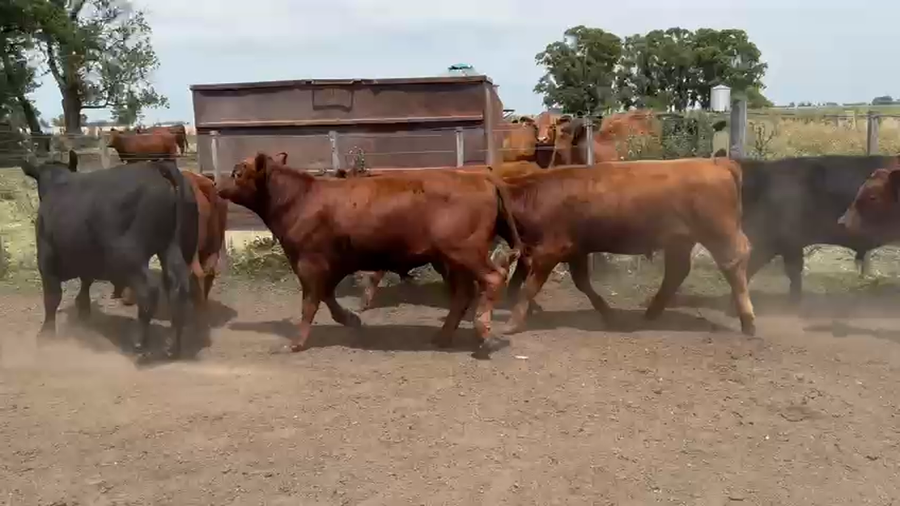 Lote 12 Novillitos en Benito Juarez