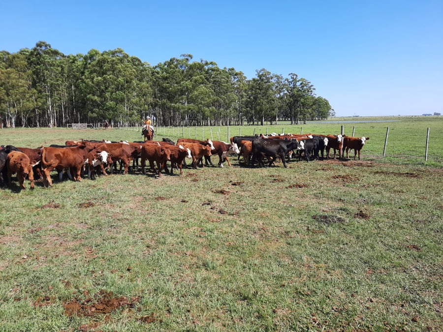 Lote Saenz Valiente, Bullrich y Cia S.A.
