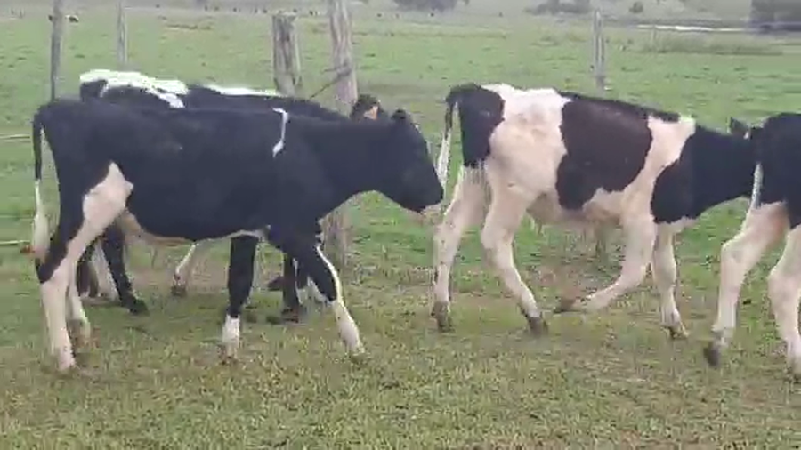 Lote 30 Terneras Holando