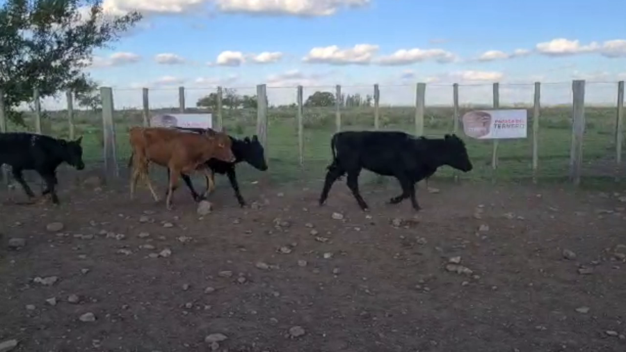 Lote 67 Terneras Carnicera a remate en PARADA DEL TERNERO 193kg -  en Parada fariña