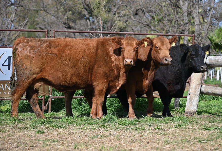 Lote Vientres Paridos MaS - Puros Controlados