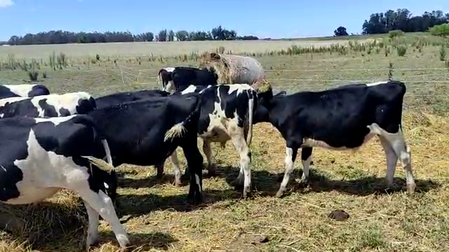 Lote 15 Terneros Holando