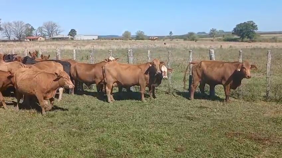 Lote 65 Vacas medio uso C/ gtia de preñez