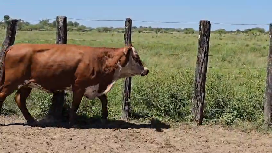 Lote 30 Vacas de invernar