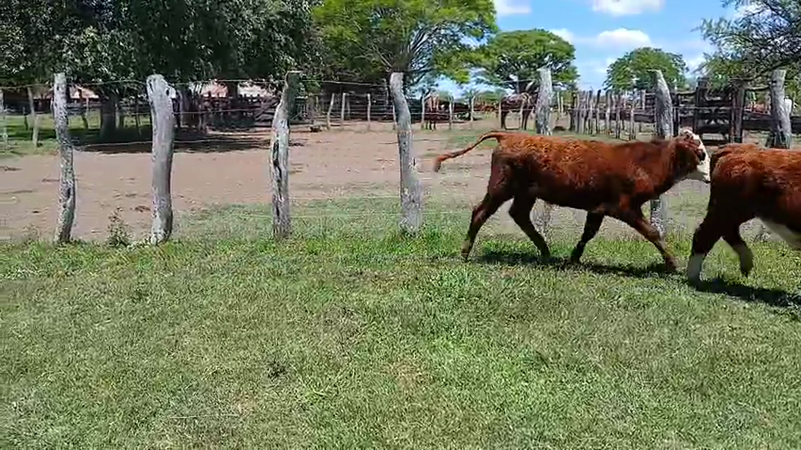 Lote 30 Terneros/as