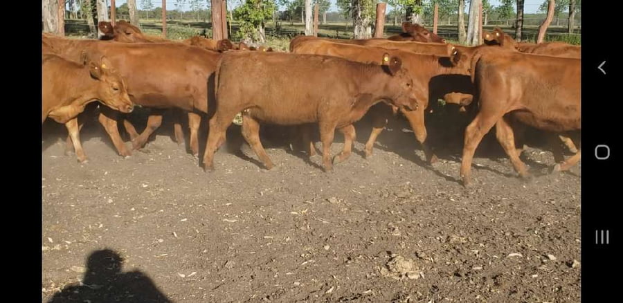 Lote 30 Terneras en Entre Ríos, Villaguay