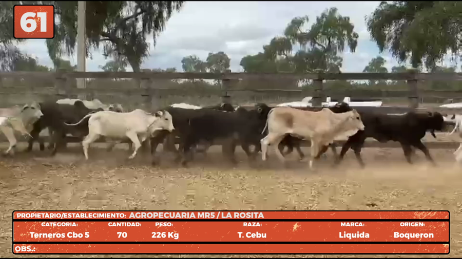 Lote LOTE 61