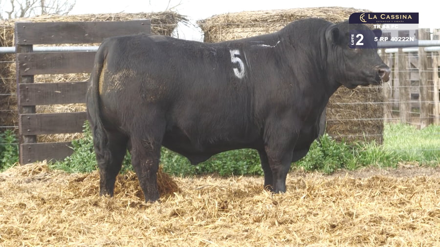 Lote TOROS ANGUS PURO CONTROLADO