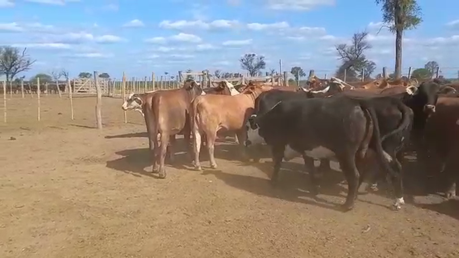 Lote 47 Vacas nuevas C/ gtia de preñez en Las Lomitas, Formosa