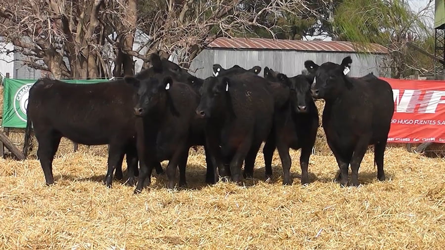 Lote VAQUILLONAS PURAS CONTROLADAS CON GARANTÍA DE PREÑEZ