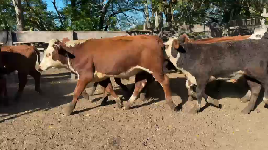 Lote 60 Terneros