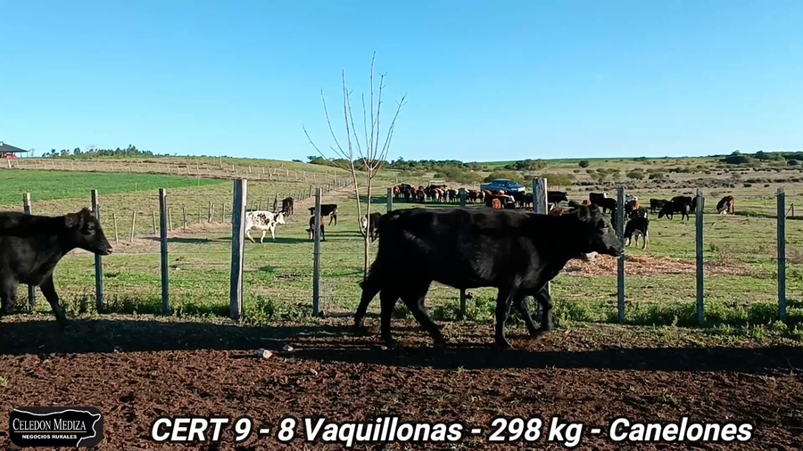 Lote 8 Vaquillonas sin servicio 1 a 2 años en Canelones