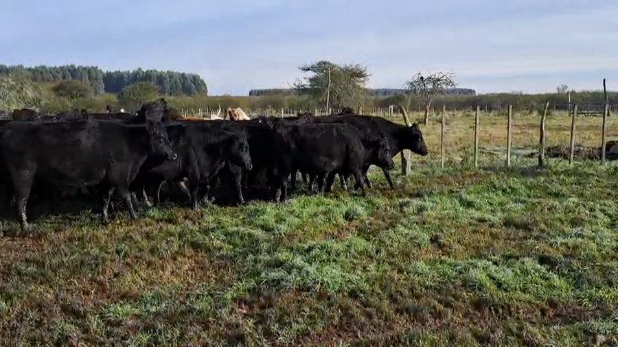 Lote 23 Vacas p/ invernar