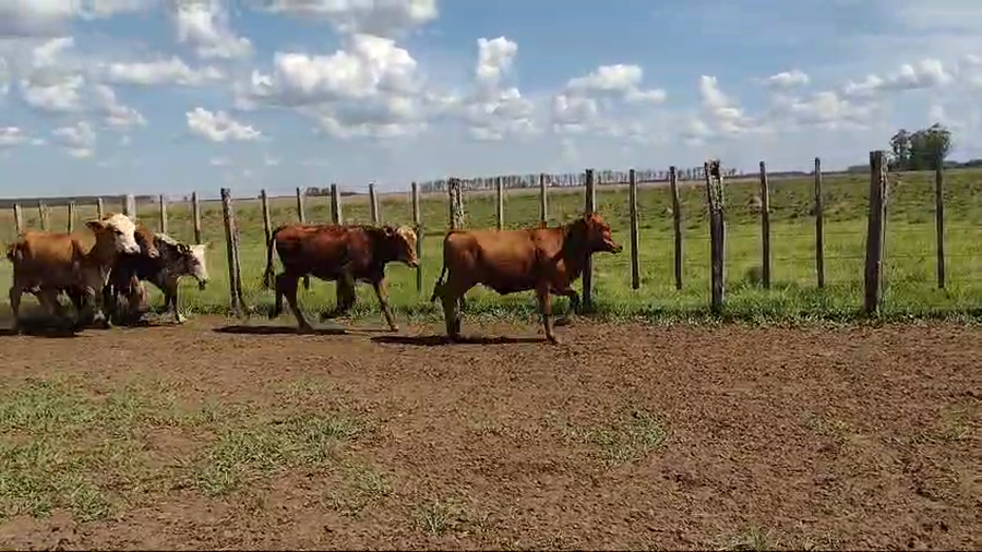 Lote 70 Terneros/as en Virasoro, Corrientes