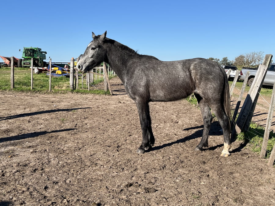 Lote AGUACERA D RAMON