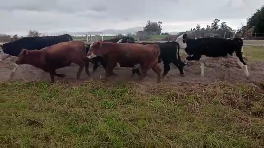 Lote (Vendido)10 Novillos a remate en 5to remate por pantalla ENTRE MARTILLOS en san ramon