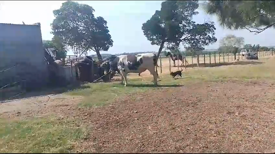 Lote Toros Holando a remate en Pantalla Camy en Carreton