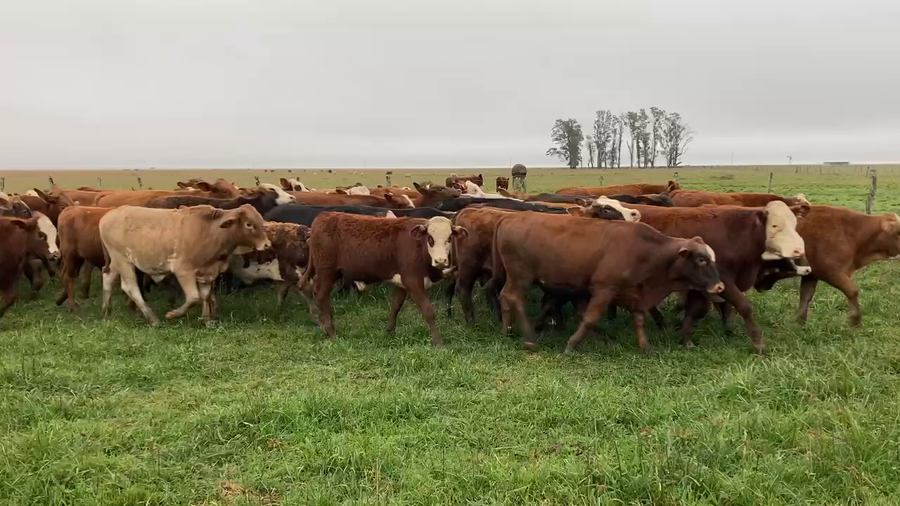 Lote 105 Novillitos en Mercedes, Corrientes