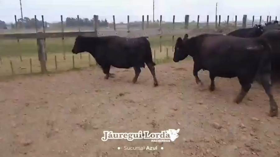Lote 21 Vacas CUT preñadas
