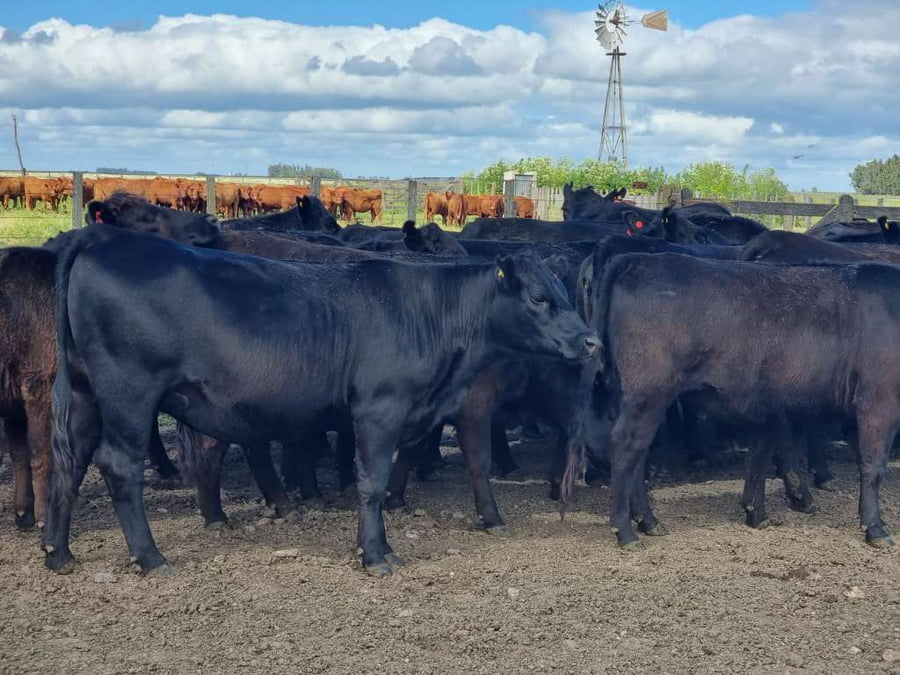 Lote 32 Vaquillonas preñadas en Olavarría, Buenos Aires