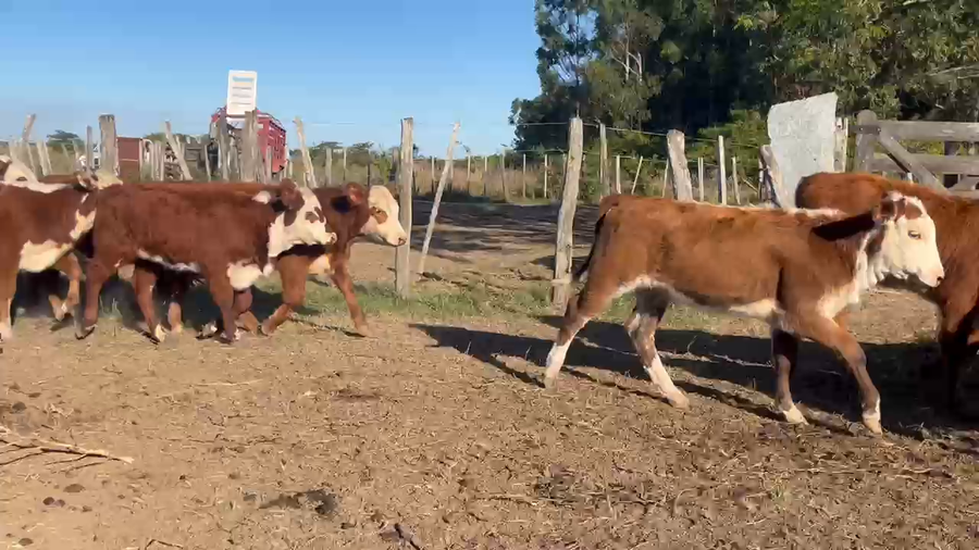 Lote 50 Terneras en Corrientes, Saladas