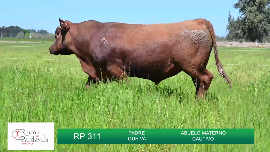 Lote TOROS RINCON DE PARDAVILLA