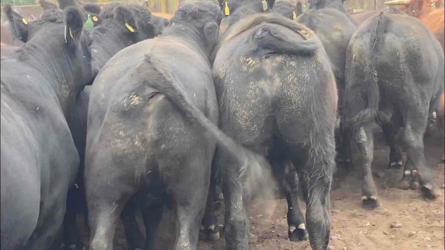 Lote 28 Novillo Gordo en Río Bueno, XIV Región Los Ríos