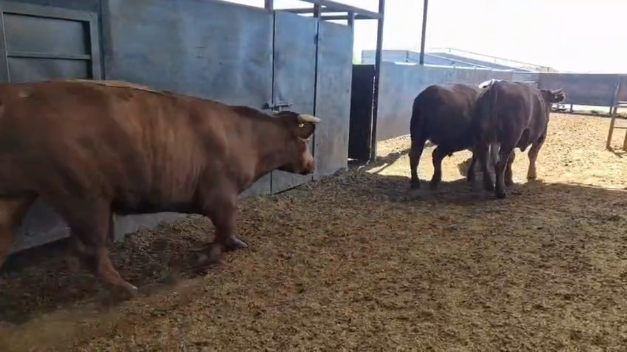 Lote 20 Novillo Gordo en Linares, VII  Región Maule