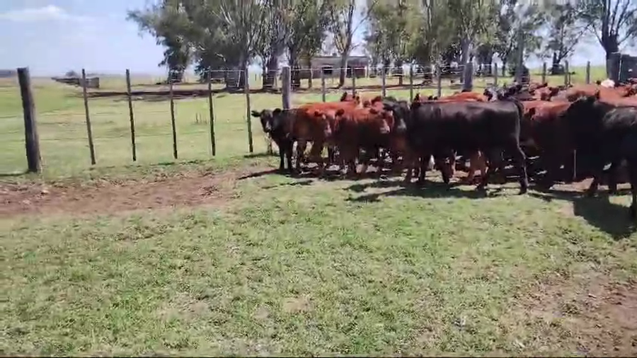 Lote 70 Terneros/as