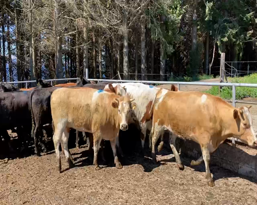 Lote 29 Vaquilla Gorda en Puerto Varas, X Región Los Lagos