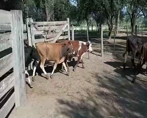 Lote 65 Terneros en Monte Quemado, Santiago del Estero