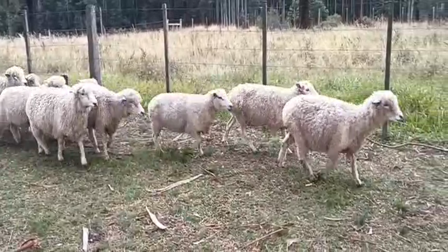 Lote OVEJAS ENCARNERADAS
