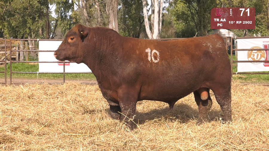 Lote TOROS ANGUS COLORADOS  PC