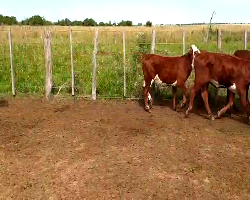 Lote 130 Terneras en Chavarría, Corrientes