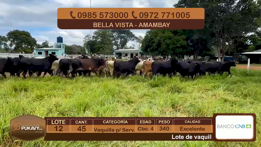 Lote Vaquillas para servicio