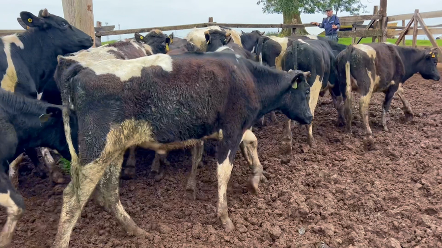 Lote 25 Novillo Engorda en Purranque, X Región Los Lagos