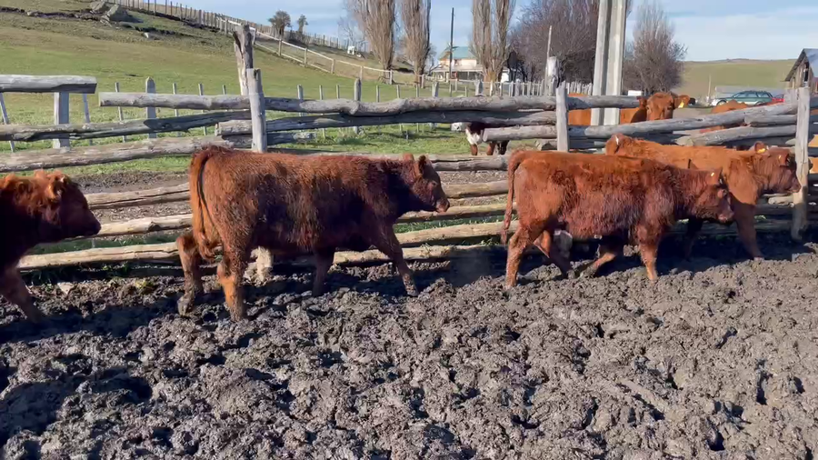 Lote 30 Ternera en Coyhaique, XI Región Aysén