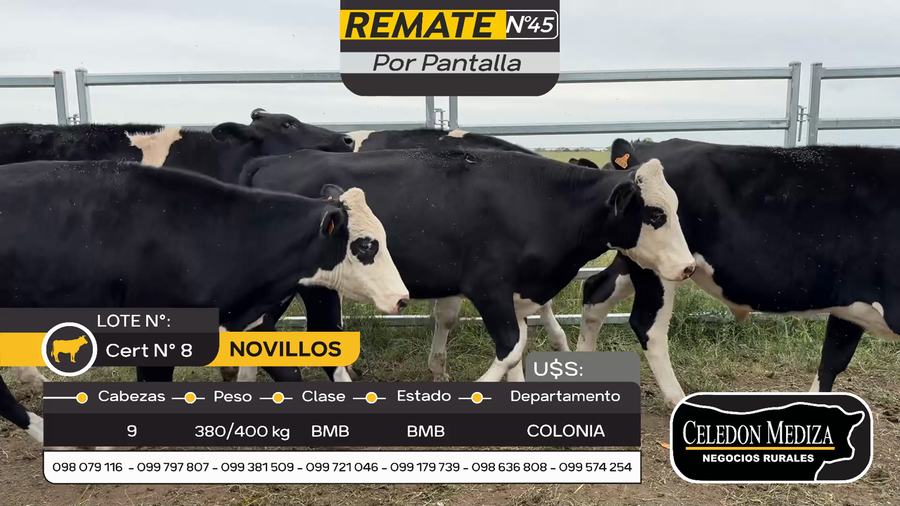 Lote 9 Novillos en Otra Localidad, Colonia