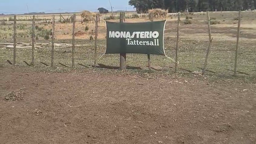 Lote 150 Novillitos en Buenos Aires, Coronel Suarez