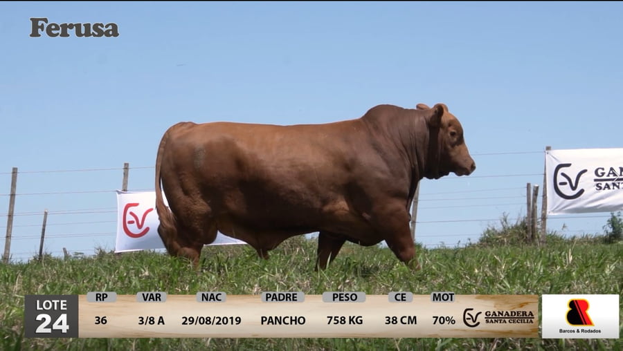 Lote Ganadera Santa Cecilia - Lote 24